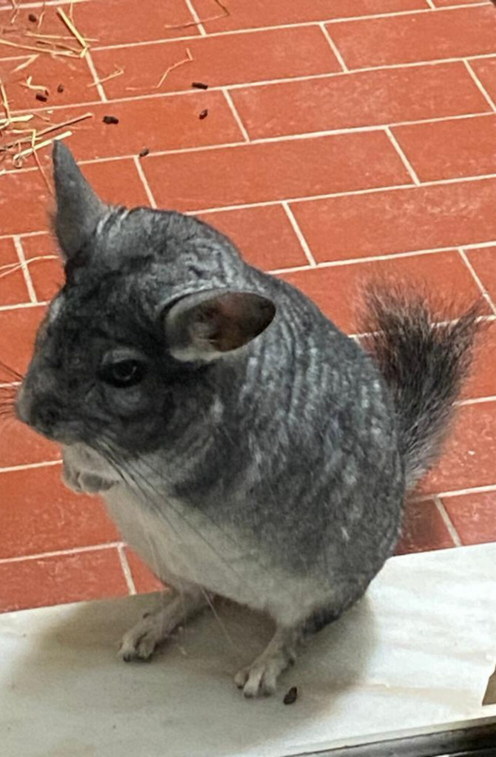 https://www.revistavoix.com/wp-content/uploads/2022/03/logo.png - Benny: Um animal improvável que nos ensina a ser mais humanos - (04/10) Dia Mundial do Animal. -
