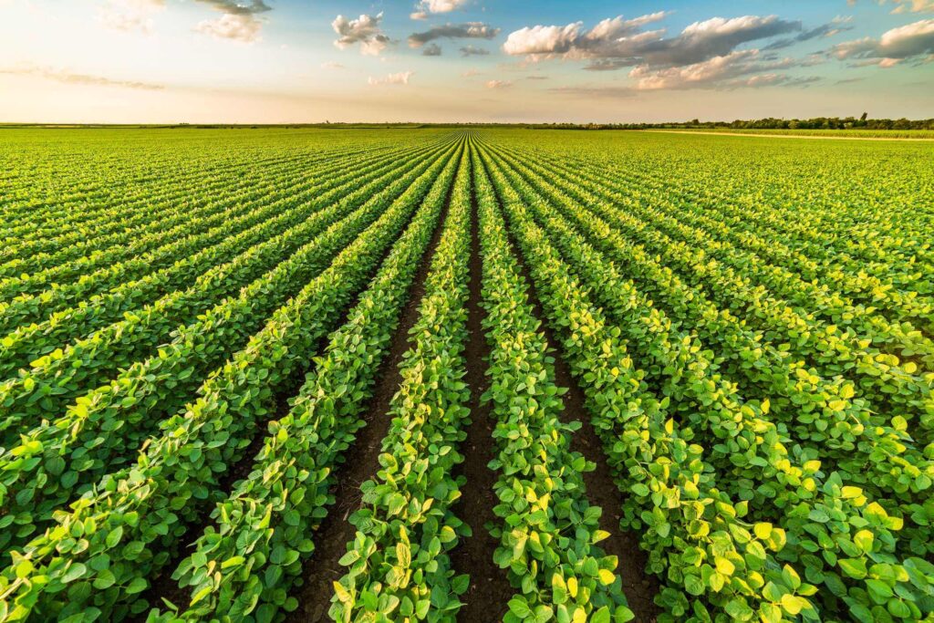 Revista Voix - Mariangela Hungria e a Revolução Sustentável na Agricultura Cultivo de soja com uso de inoculantes biológicos
