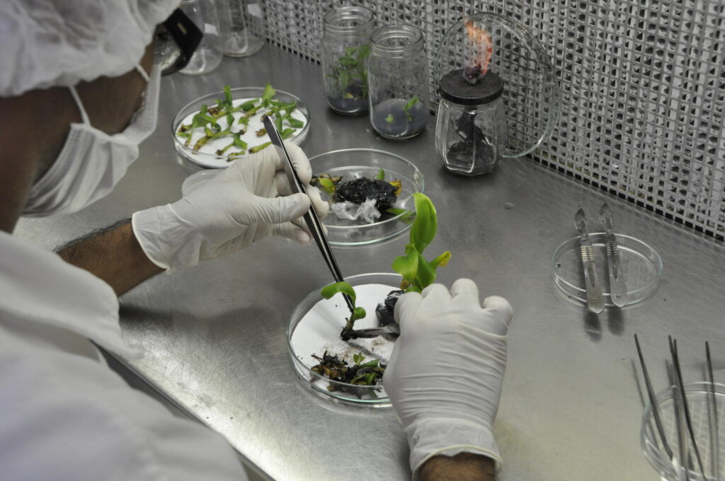 Revista Voix - Mariangela Hungria e a Revolução Sustentável na Agricultura Laboratório de microbiologia da EMBRAPA