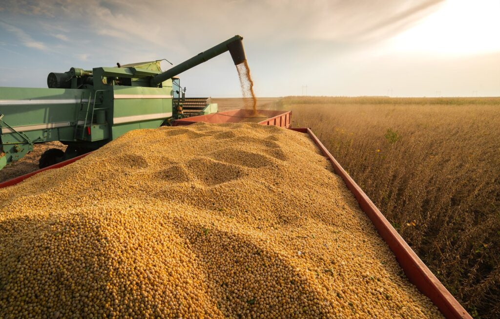 Revista Voix - Mariangela Hungria e a Revolução Sustentável na Agricultura Plantação de soja no Brasil